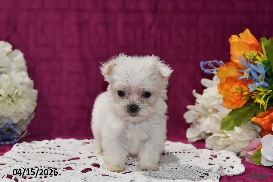 Maltese dogs for sale: Ace - Ad 1