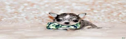 Chihuahua dogs for sale: Odin - Ad 5