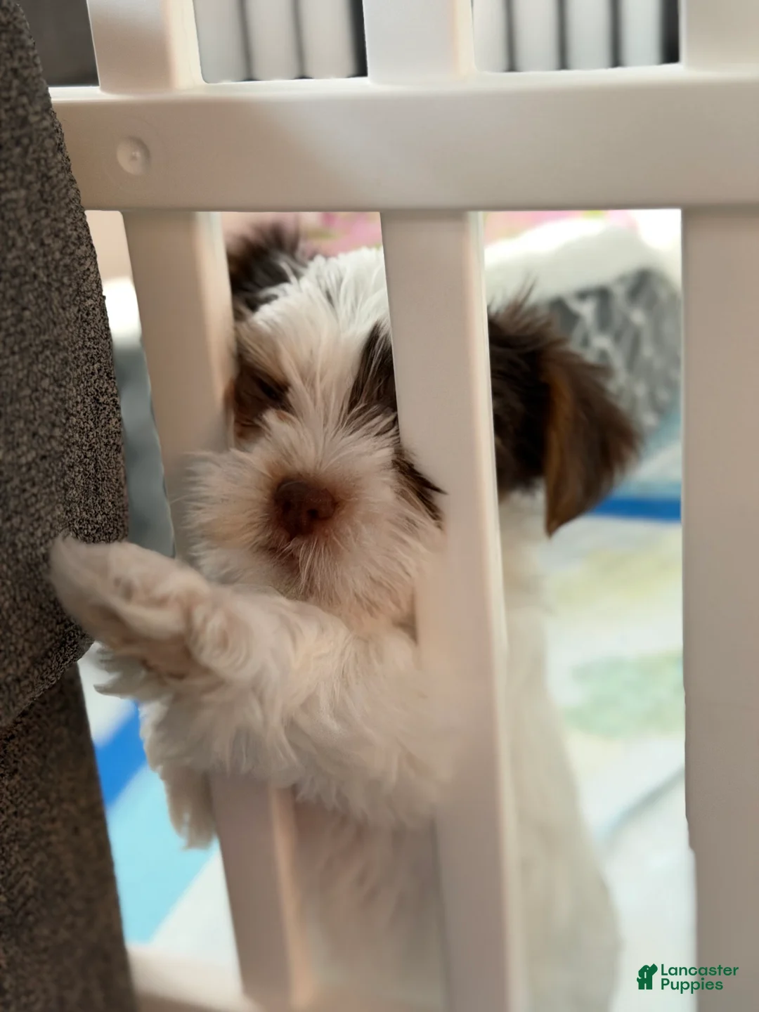 Yorkshire Terrier dogs for sale: Yorkshire Terrier Female - Ad 2