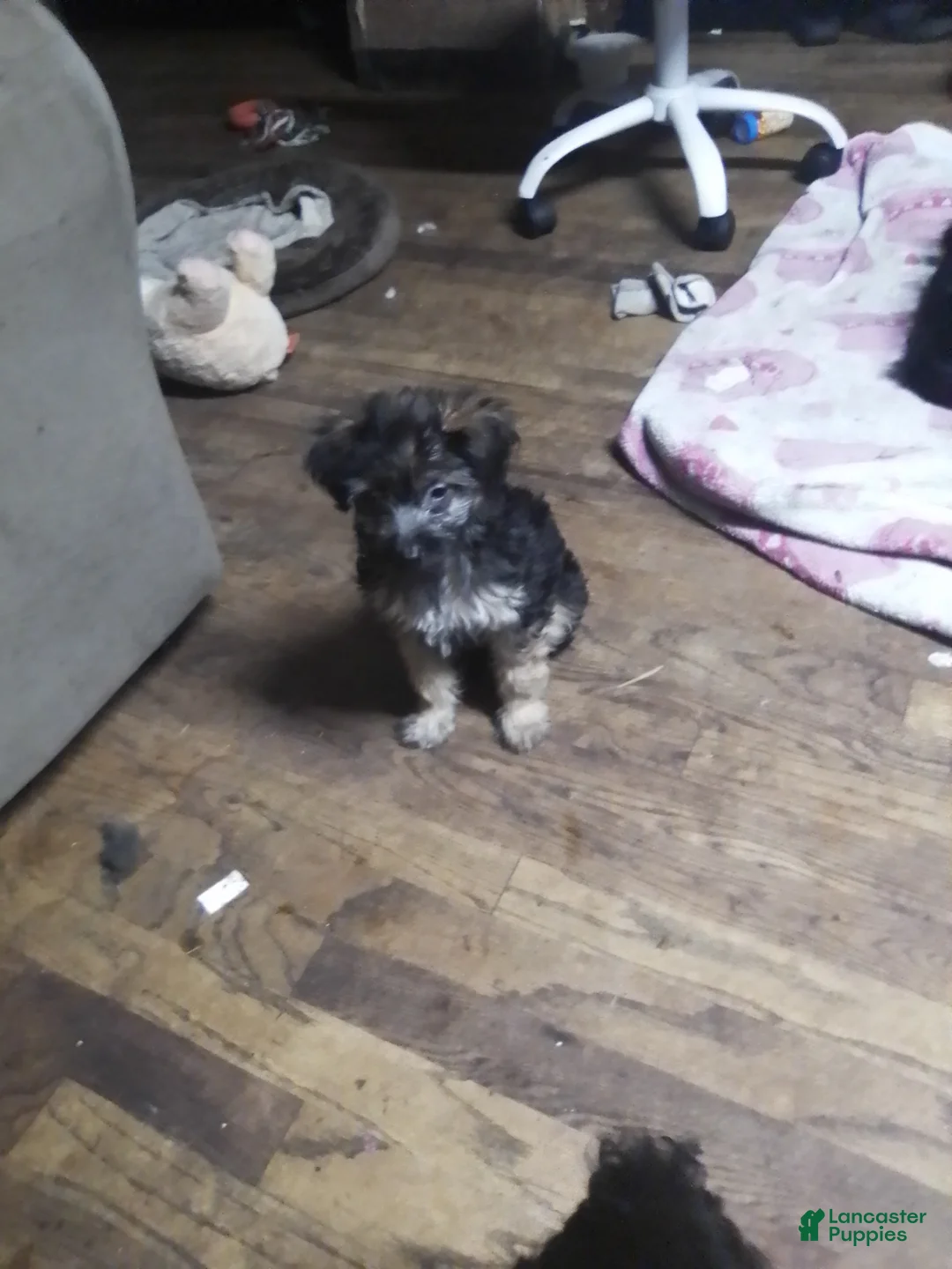 Mini Aussiedoodle dogs for sale: Mini Aussiedoodle Puppy 4 - Ad 3