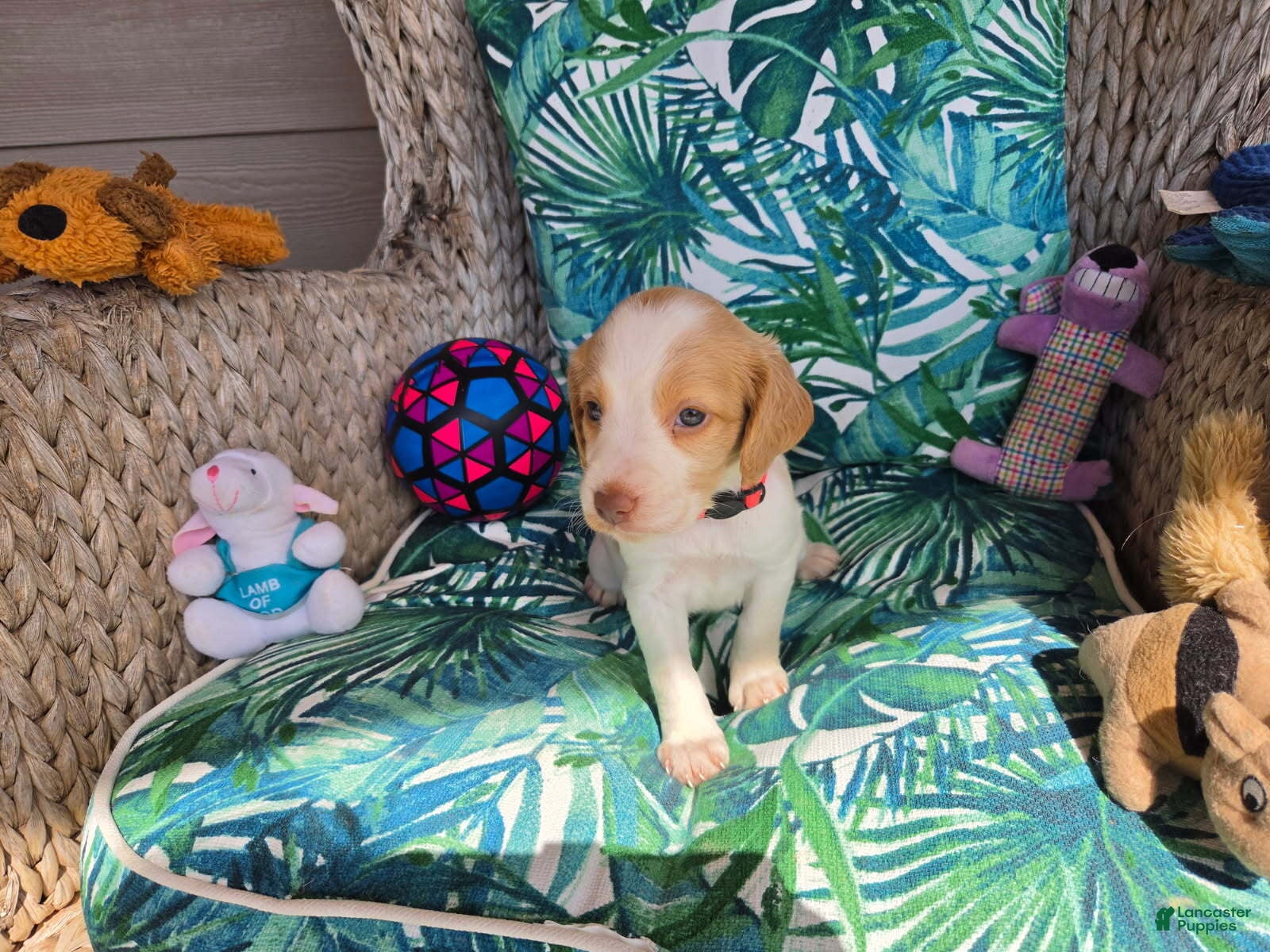 Brittany Spaniel dogs Red Collar - Ad 30