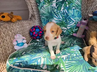 Brittany Spaniel dogs Red Collar - Ad 30