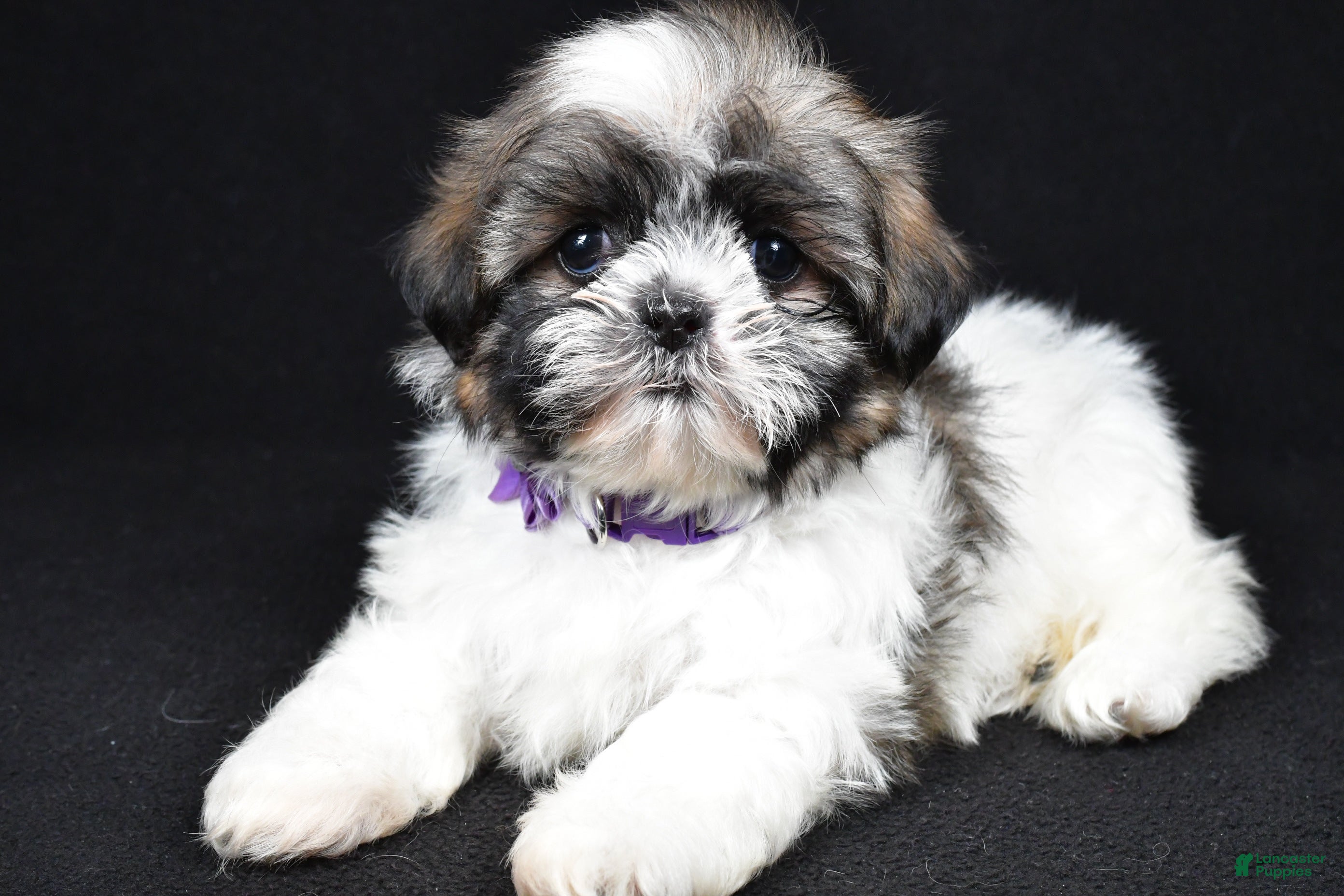 Shih Tzu dogs Della - Ad 2