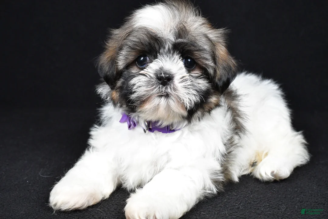 Shih Tzu dogs for sale: Della - Ad 2