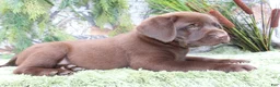 Labrador Retriever dogs for sale: Woody - Ad 6