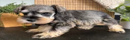 Miniature Schnauzer dogs for sale: Teddy - Ad 6