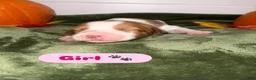 Brittany Spaniel dogs for sale: Brittany Spaniel 6 - Ad 1