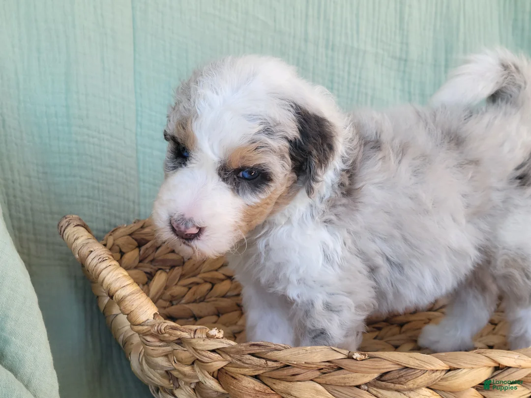 Aussiedoodle dogs for sale: F1b Aussiedoodle Olaf - Ad 2