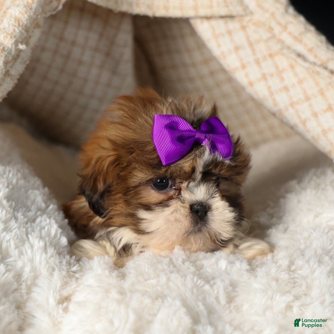 Shih Tzu dogs for sale: RUBY - Ad 6