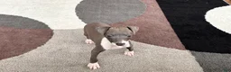 Italian Greyhound dogs for sale: Anna  - Ad 9
