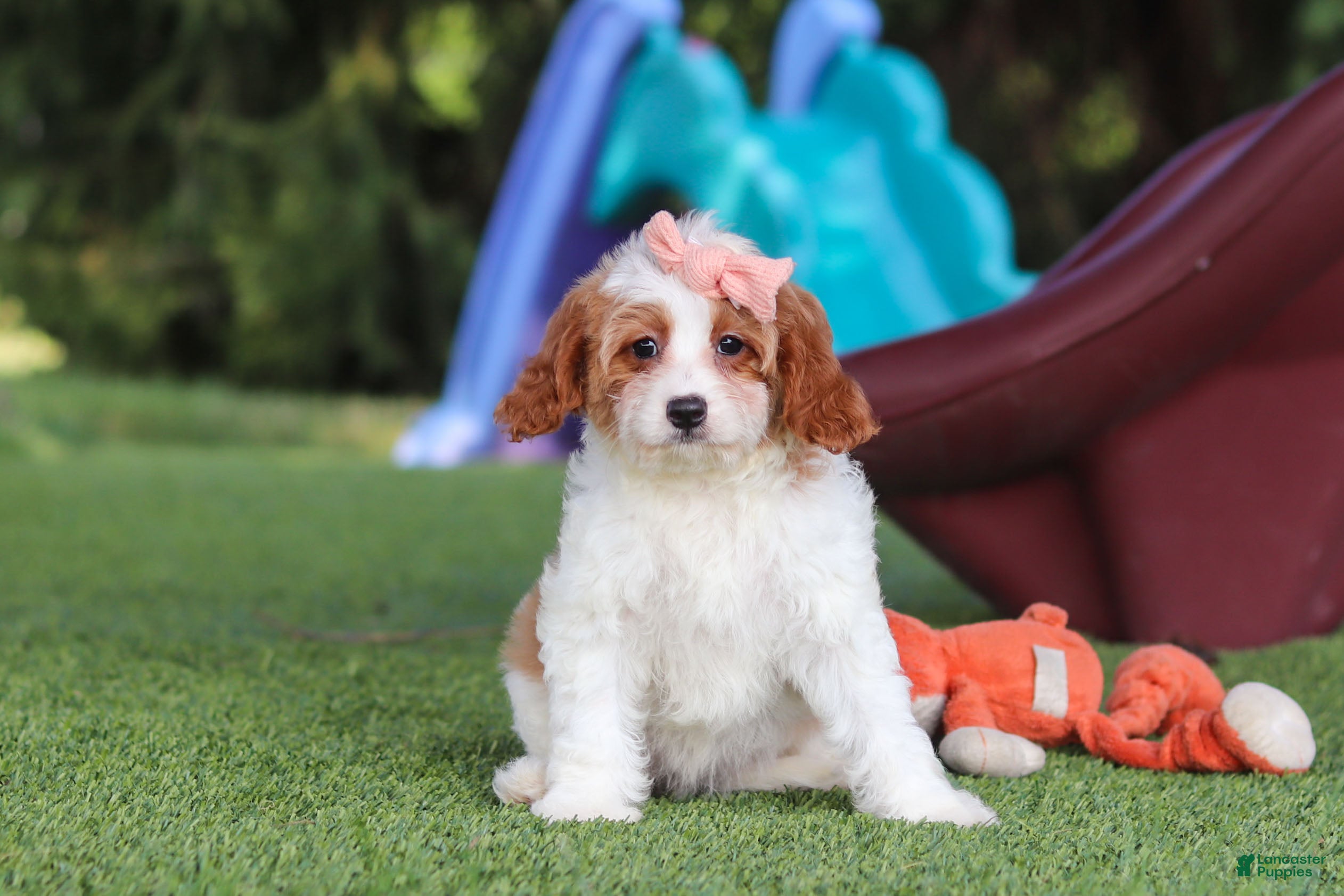 Cavapoo dogs Ophelia - Ad 2