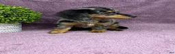 Miniature Dachshund dogs for sale: Hailey - Ad 7
