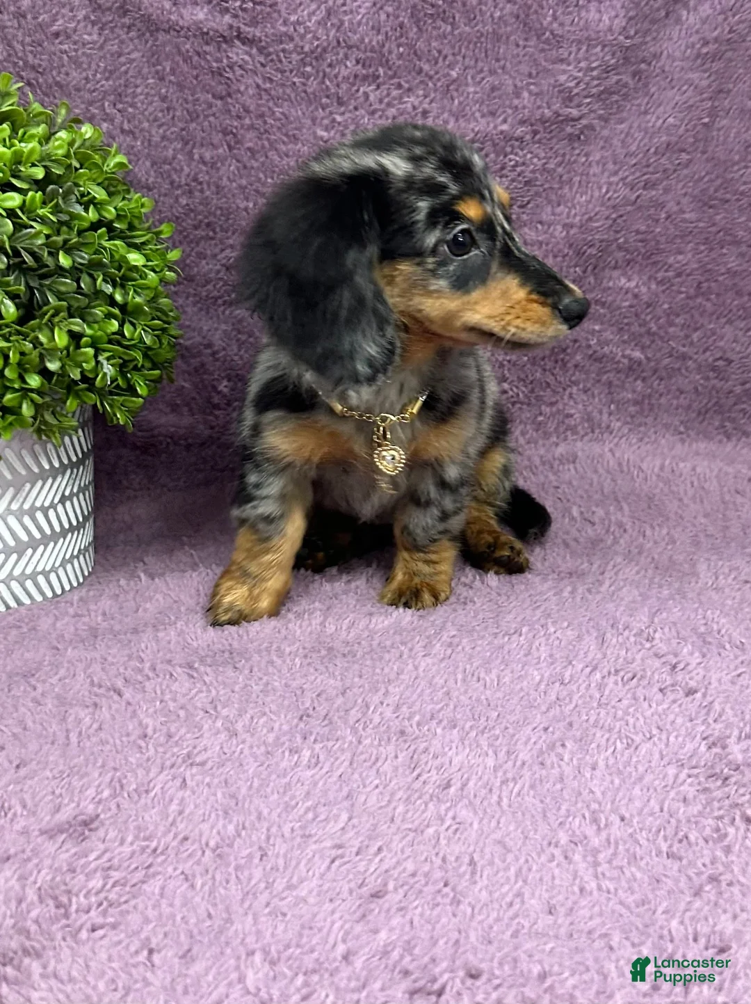 Miniature Dachshund dogs for sale: Hailey - Ad 7