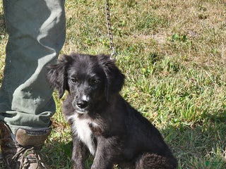 Mixed Breed dogs - Ad 17