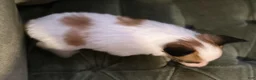 Papillon dogs for sale: Han - Ad 7