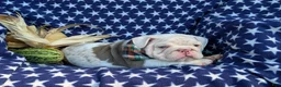 English Bulldog dogs for sale: Dunleigh - Ad 8