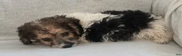 Mixed Breed dogs for sale: Teddy - Ad 6