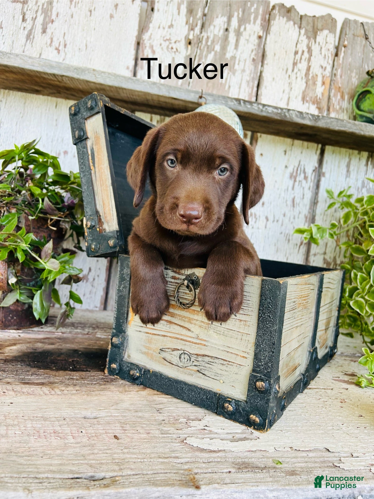 Labrador Retriever dogs Tucker  - Ad 1