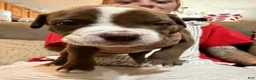 American Bully dogs for sale: American Bully 1 - Ad 3