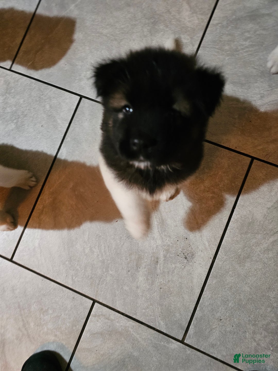 Akita dogs for sale: Chiane - Ad 5
