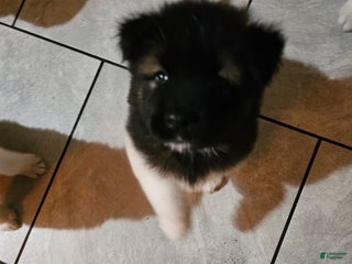 Akita dogs Chiane - Ad 16