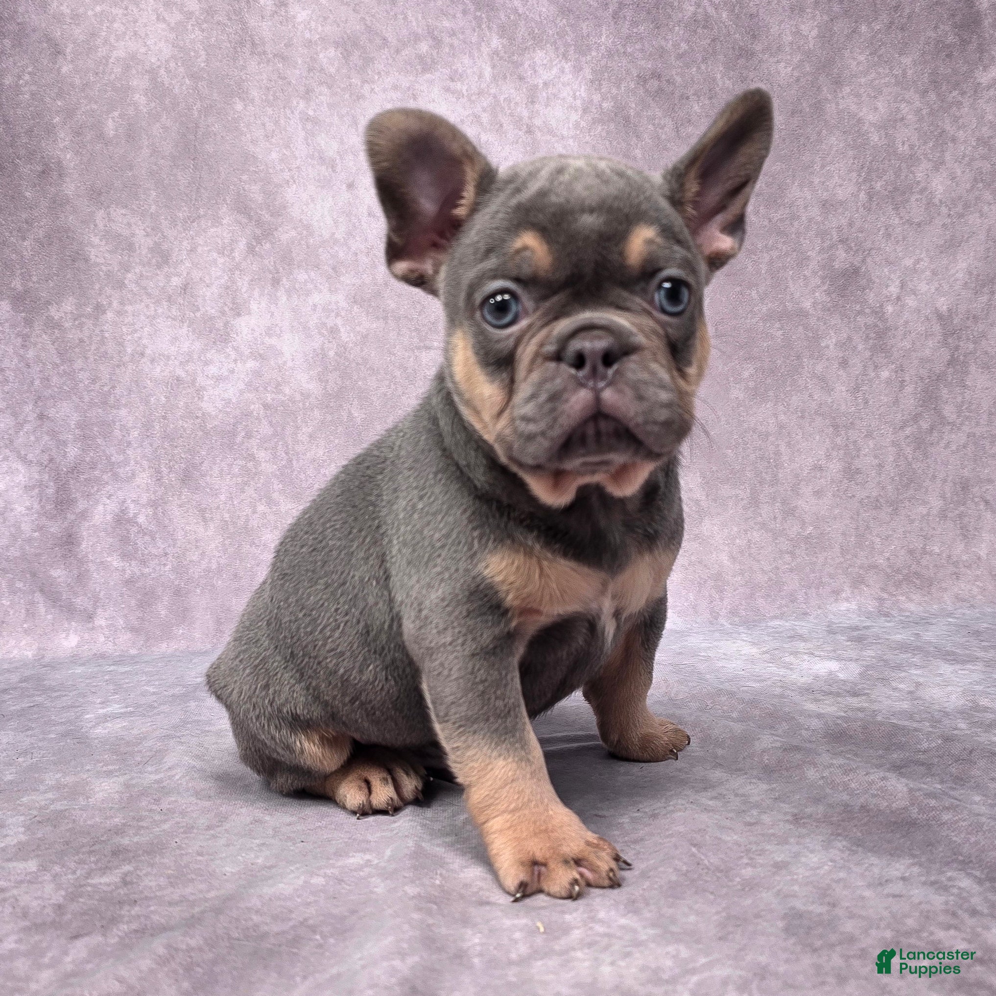 French Bulldog Puppies for sale in Youngstown, Ohio Lancaster