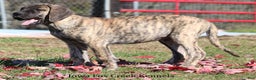 Great Dane dogs for sale: Great Dane Puppy 1 - Ad 3