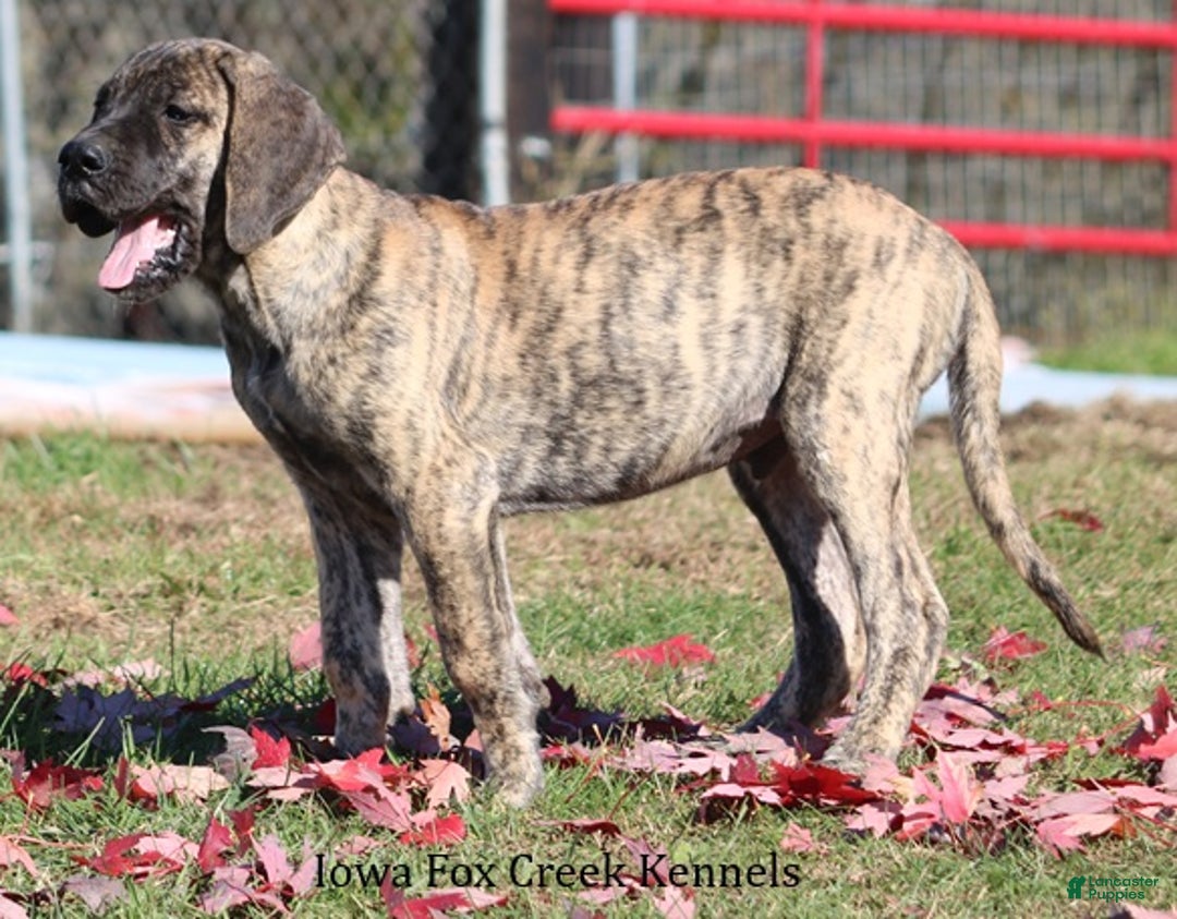 Great Dane dogs for sale: Great Dane Puppy 1 - Ad 3