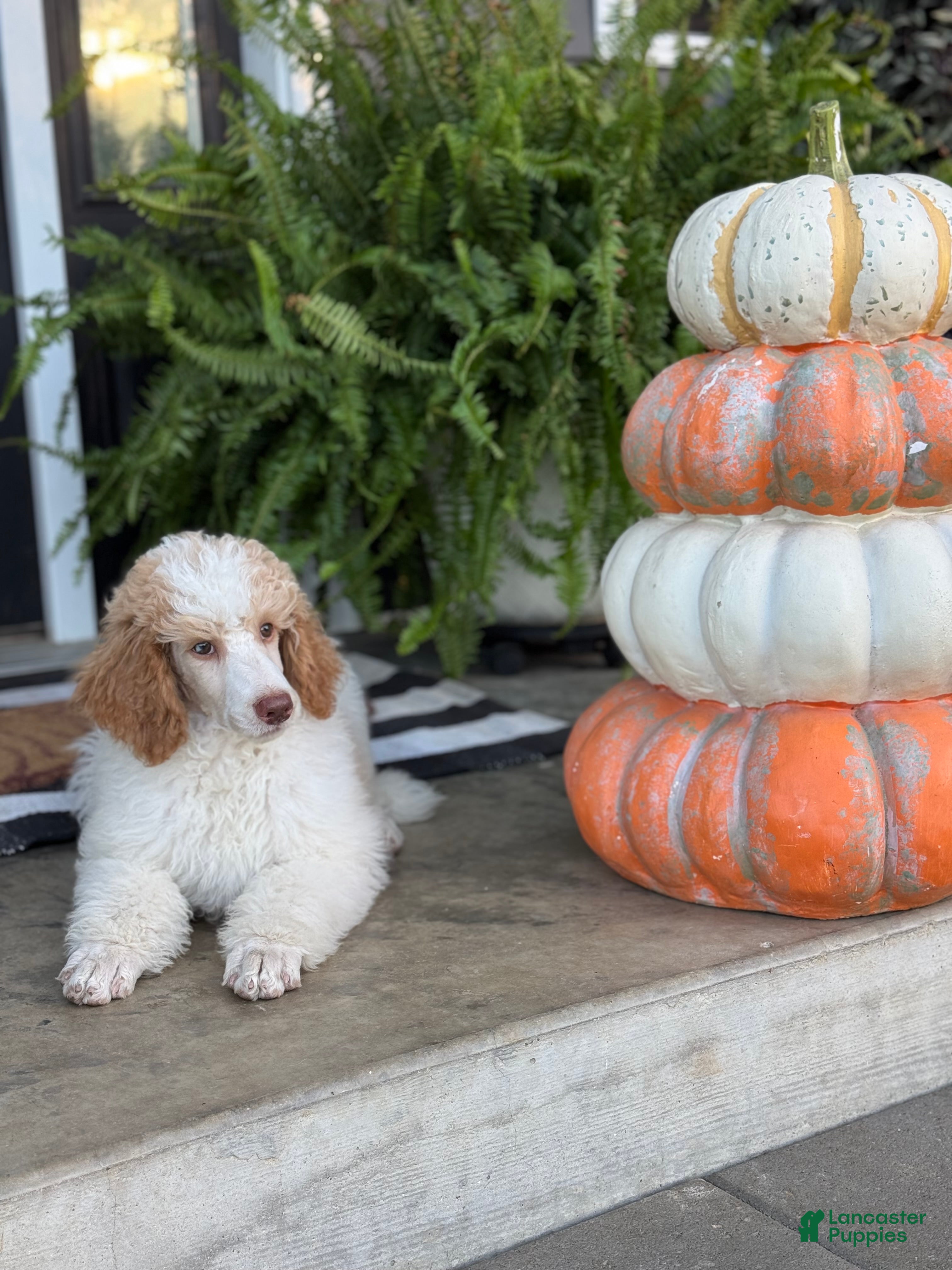 Standard Poodle dogs River - Ad 2