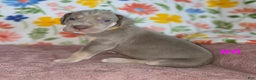 Great Dane dogs for sale: Great Dane Puppy 8 - Ad 4