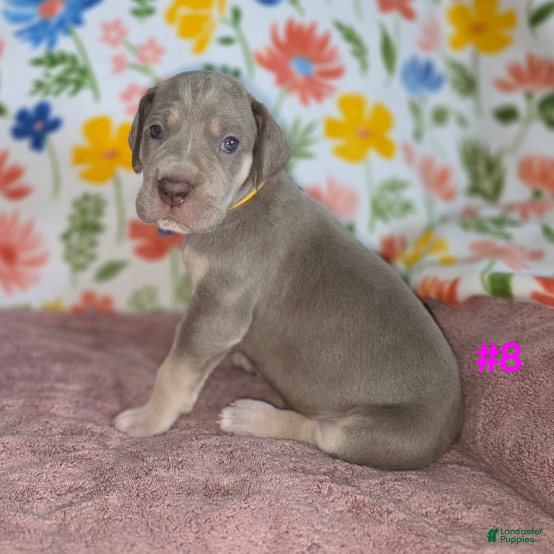 Great Dane dogs for sale: Great Dane Puppy 8 - Ad 4