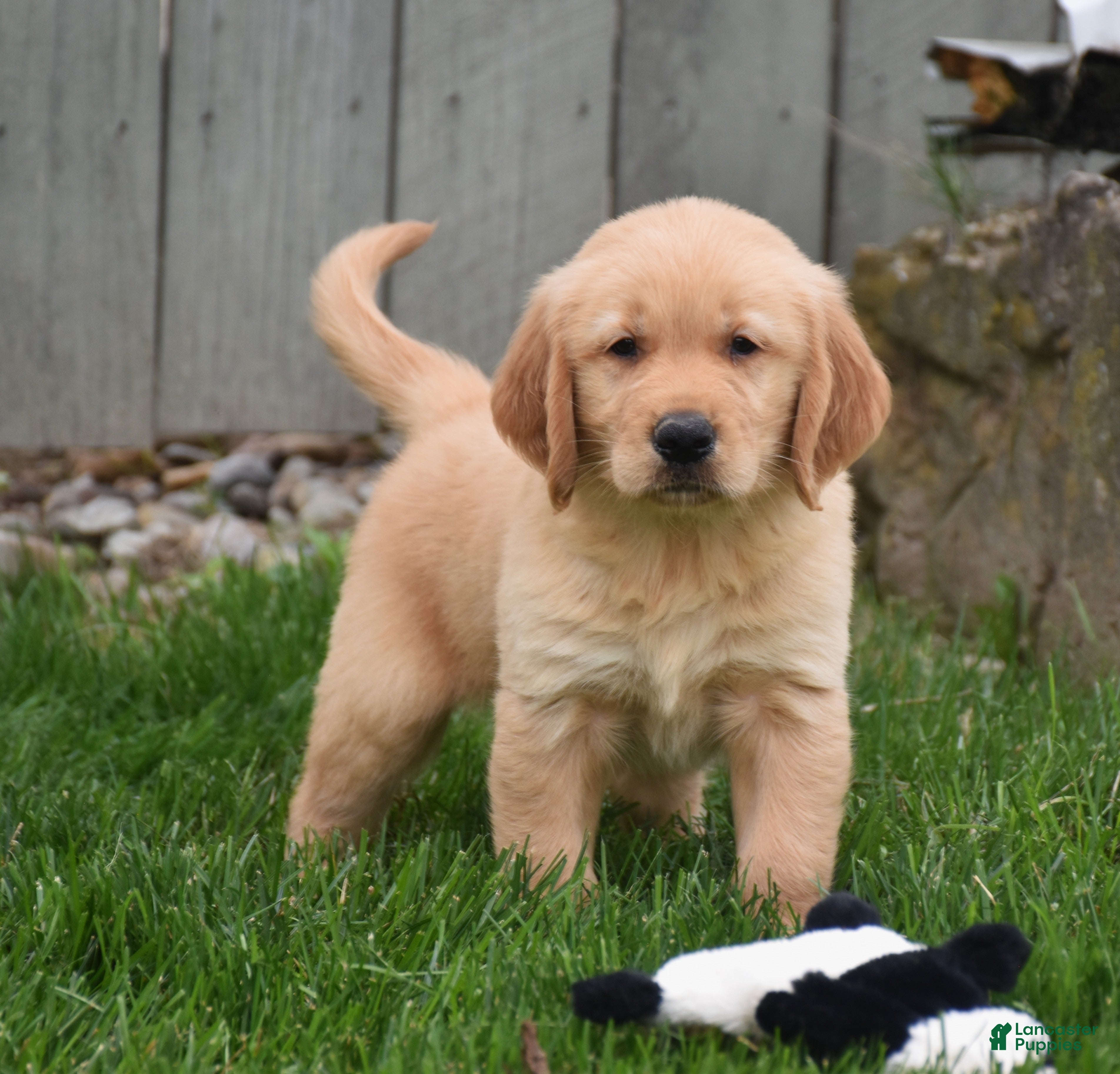 Golden Retriever dogs Galaxy - Ad 1