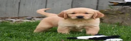 Golden Retriever dogs for sale: Galaxy - Ad 1