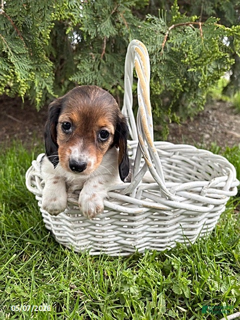 Dachshund dogs Molly - Ad 1