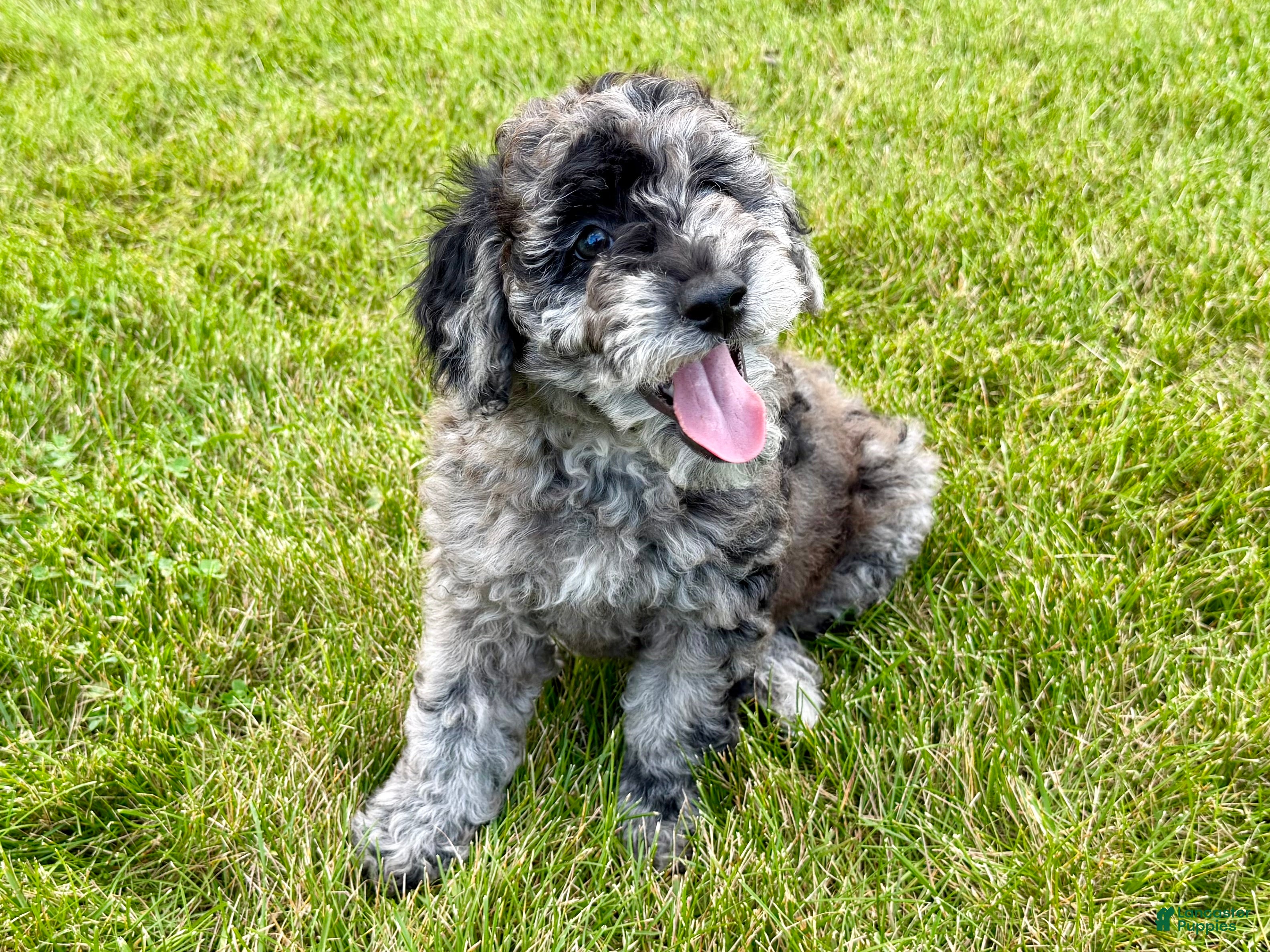 Miniature Poodle dogs Lexi - Ad 1