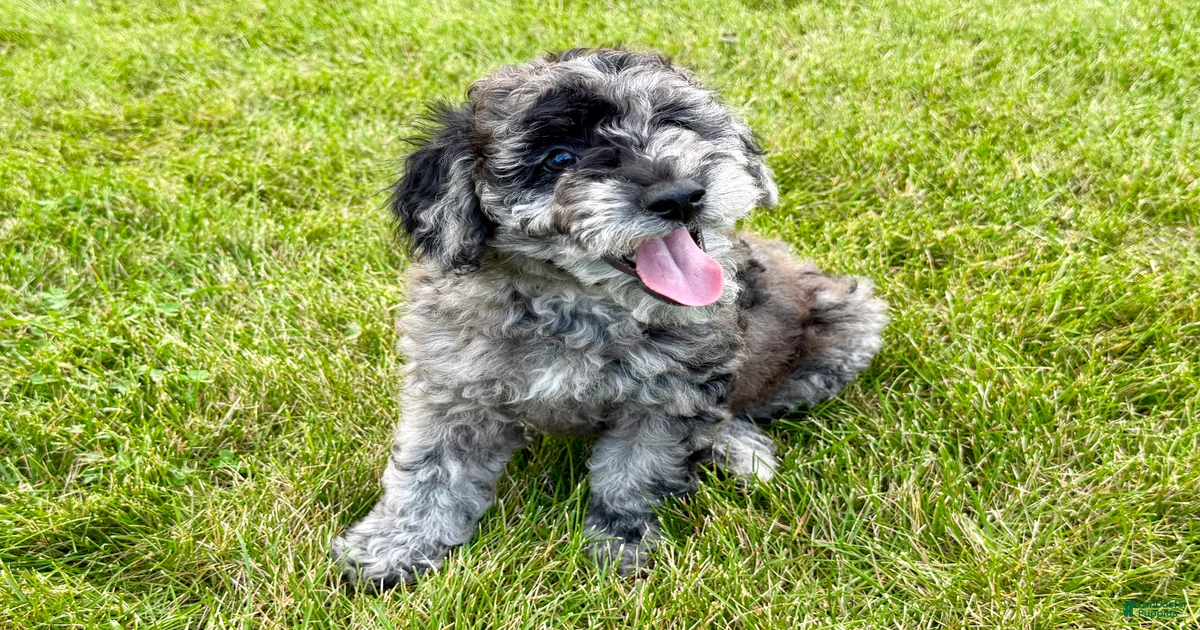 Miniature Poodle Puppies for sale in Pennsylvania | Lancaster Puppies