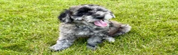 Miniature Poodle dogs for sale: Lexi - Ad 1