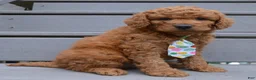 Mini Goldendoodle dogs for sale: Mini Gus - Ad 6