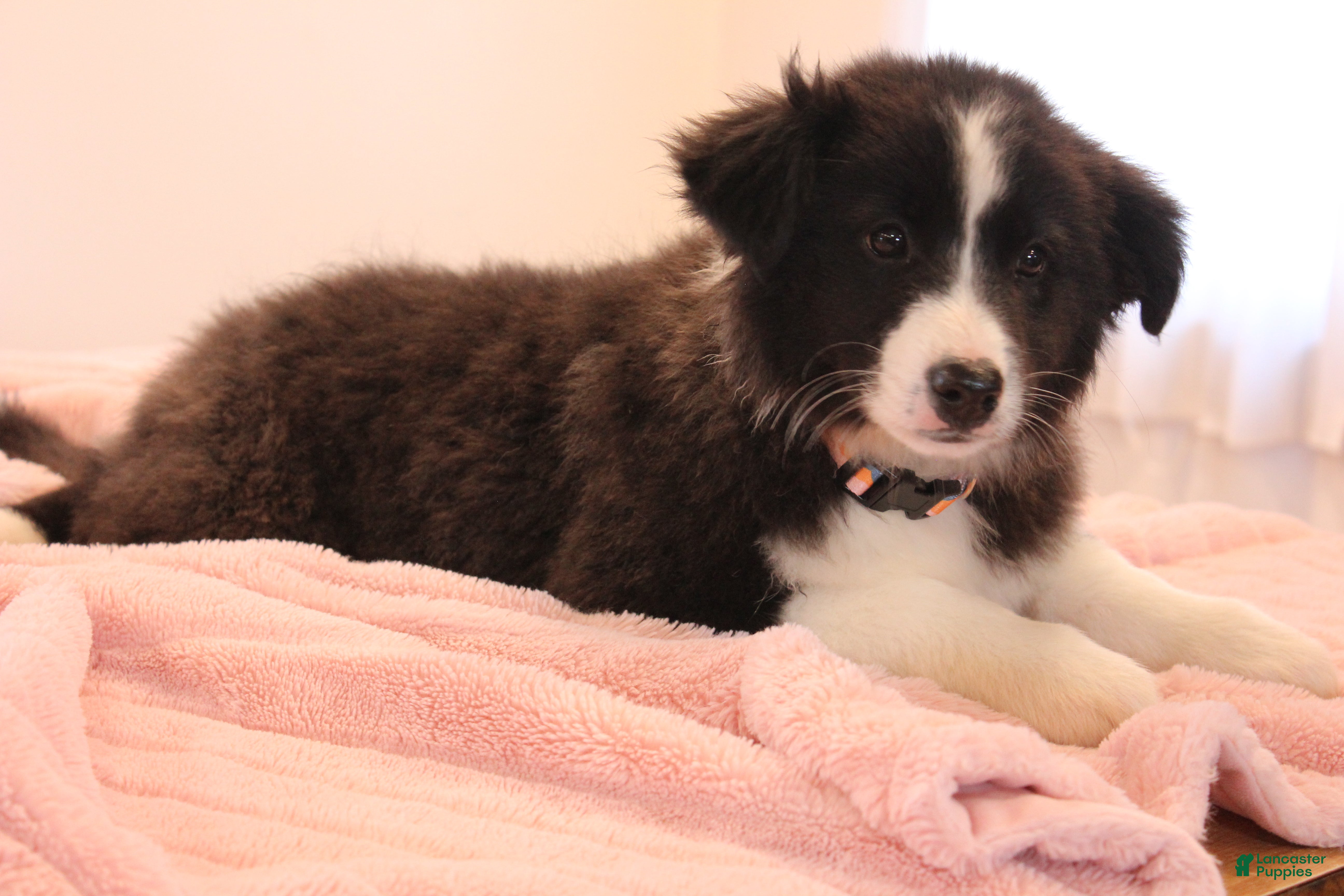 Mixed Breed dogs Mixed Breed Puppy 6 Lassy - Ad 28