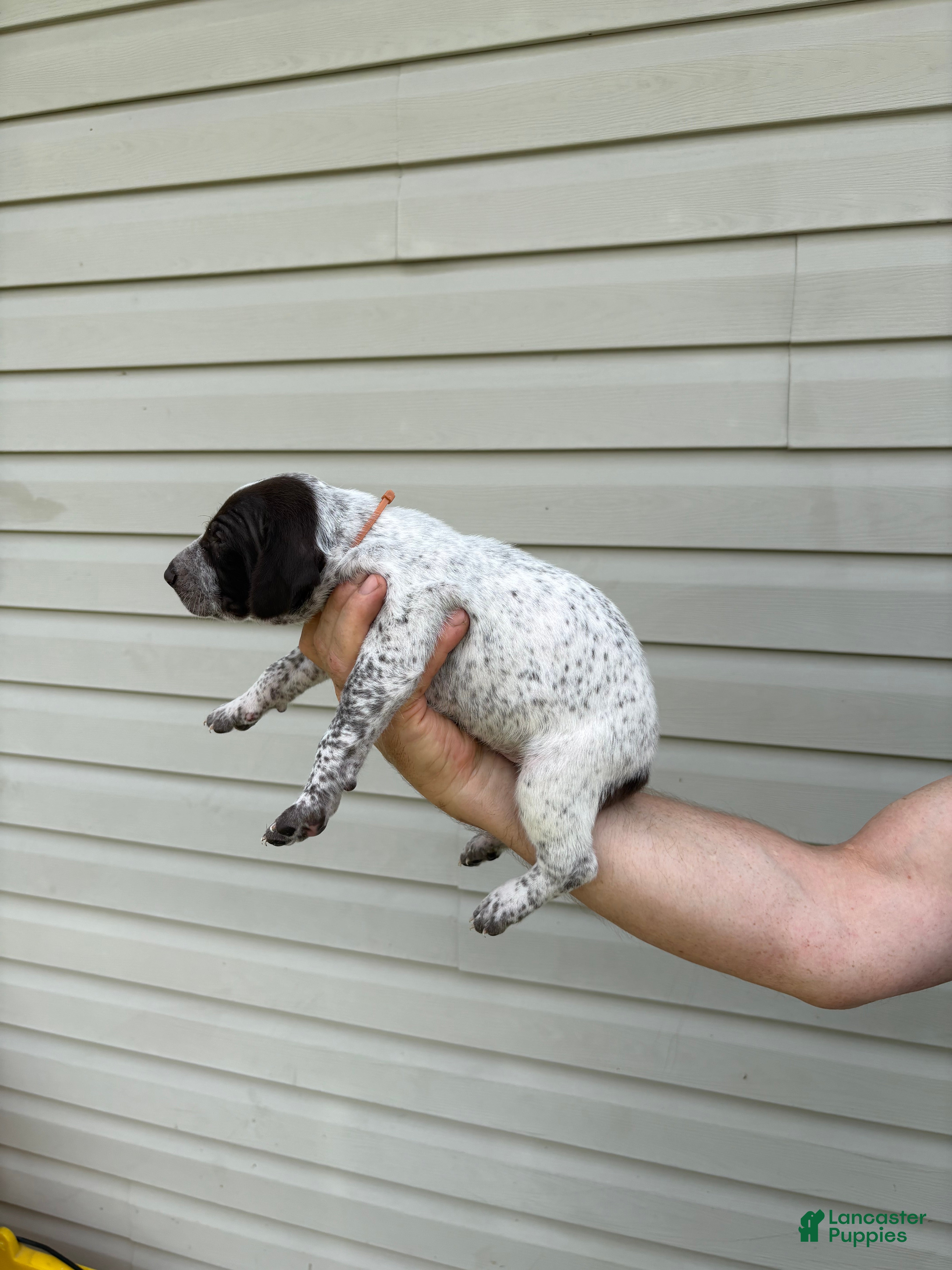 German Shorthaired Pointer dogs German Shorthaired Pointer 4 - Ad 1
