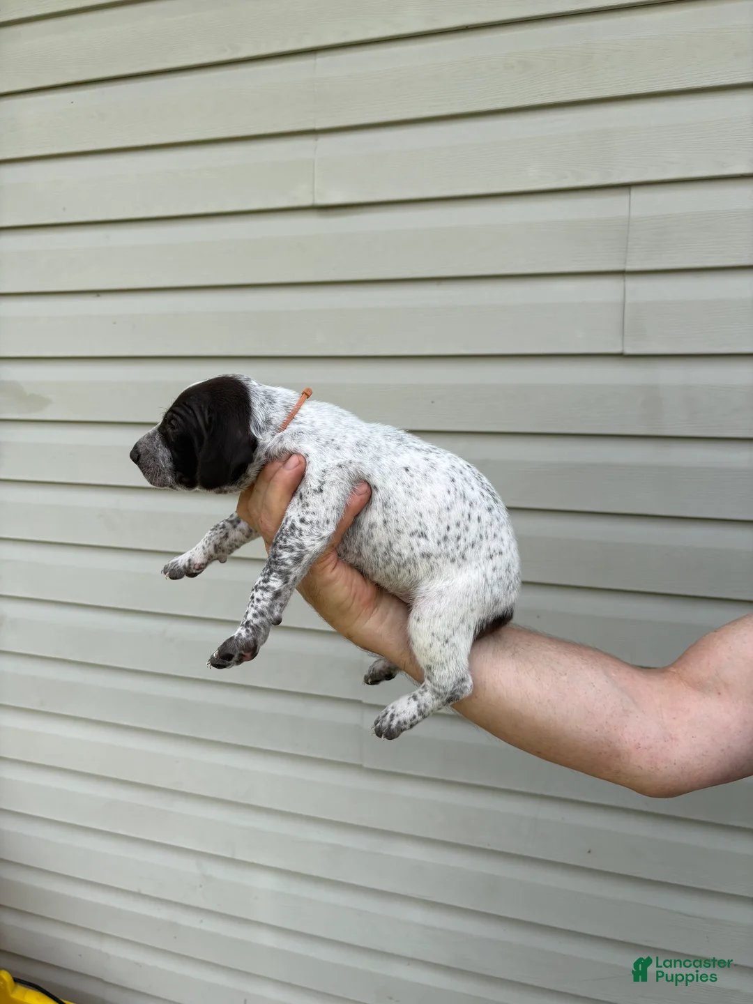 German Shorthaired Pointer dogs for sale: German Shorthaired Pointer 4 - Ad 1
