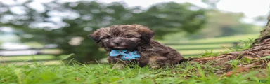 Winston