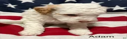 Mini Goldendoodle dogs for sale: Adam - Ad 9