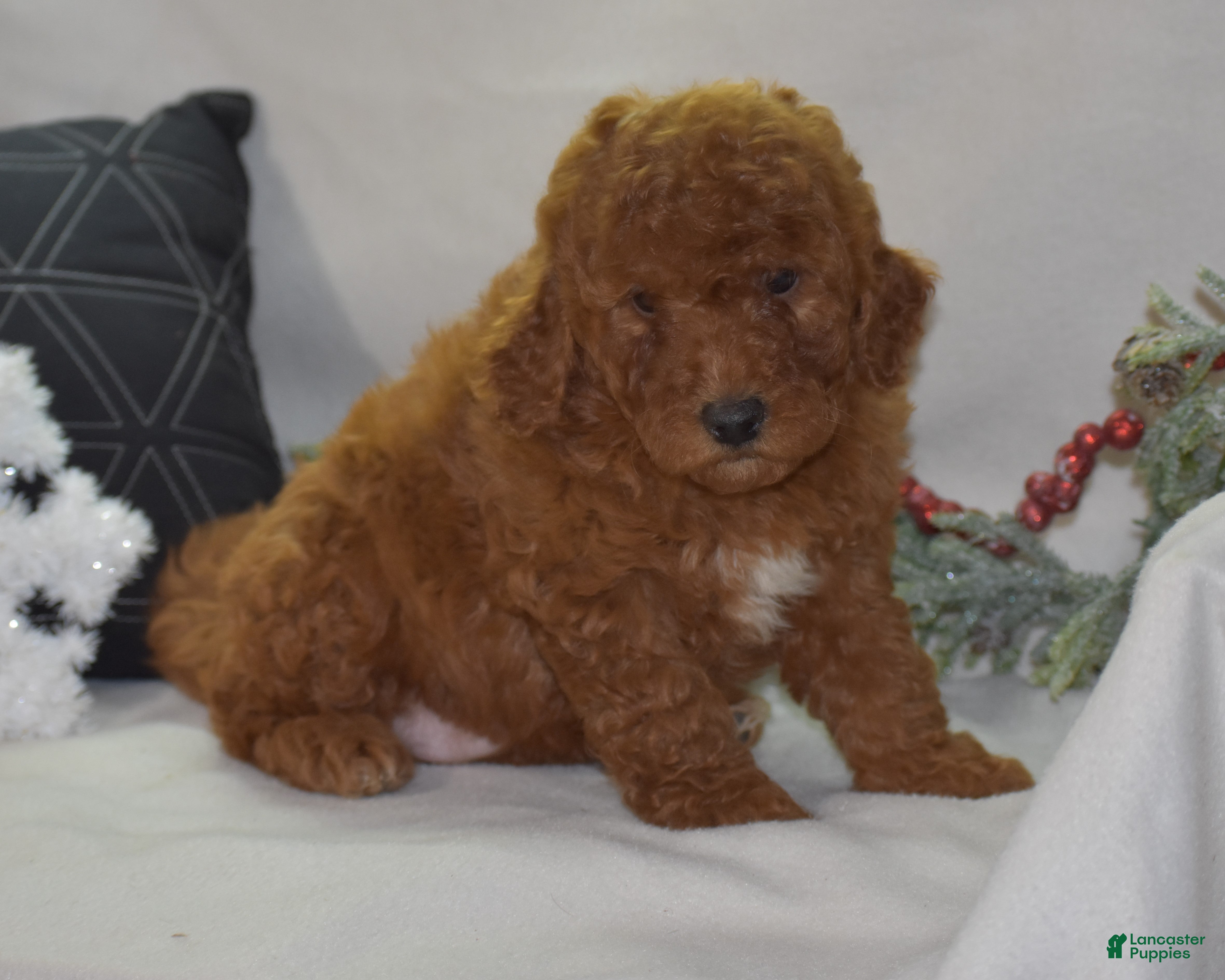 Mini Goldendoodle dogs Glimmer - Ad 5