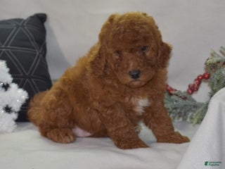 Mini Goldendoodle dogs Glimmer - Ad 5