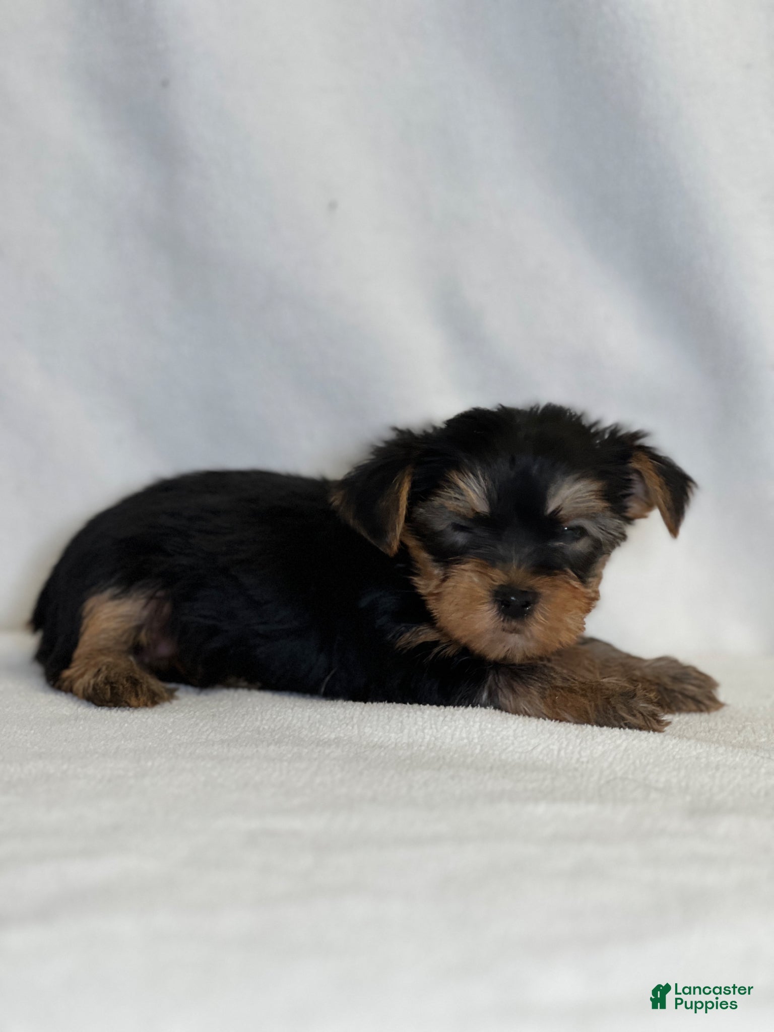 Yorkshire Terrier dogs Toby - Ad 31