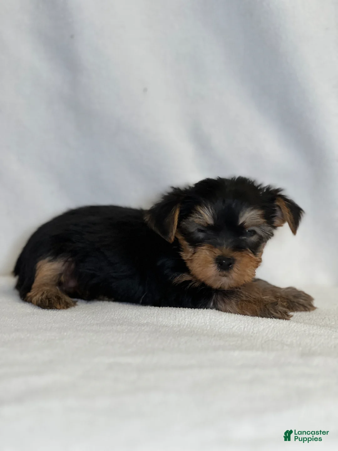 Yorkshire Terrier dogs for sale: Toby - Ad 1