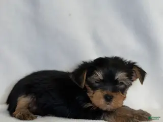 Yorkshire Terrier dogs Toby - Ad 31