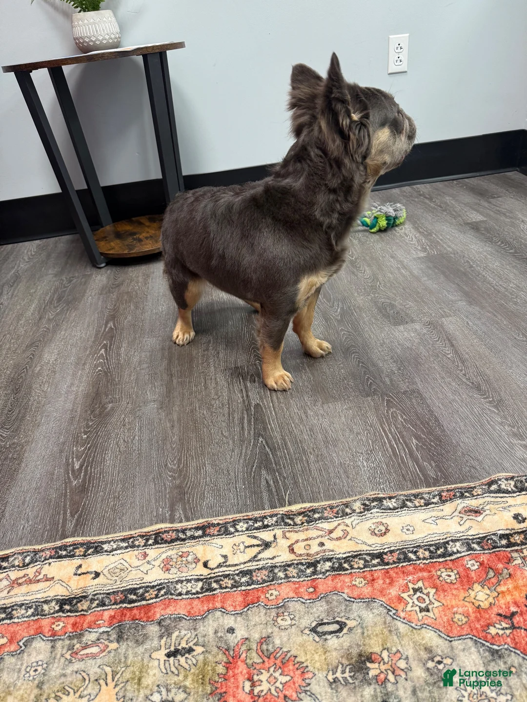 French Bulldog dogs for sale: French Bulldog 1 - Ad 3