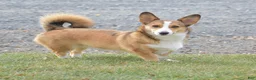 Welsh Corgi Pembroke dogs for sale: Ava - Ad 4